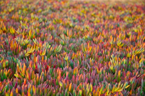 creativeaspects_portfolio_abstract-13