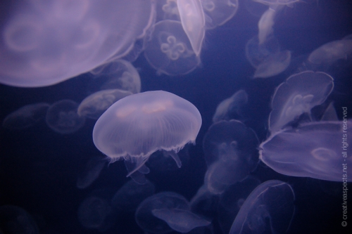 creativeaspects_portfolio_abstract-6