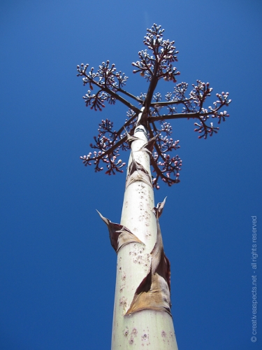 creativeaspects_portfolio_arizona_012