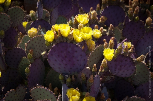 creativeaspects_portfolio_arizona_014