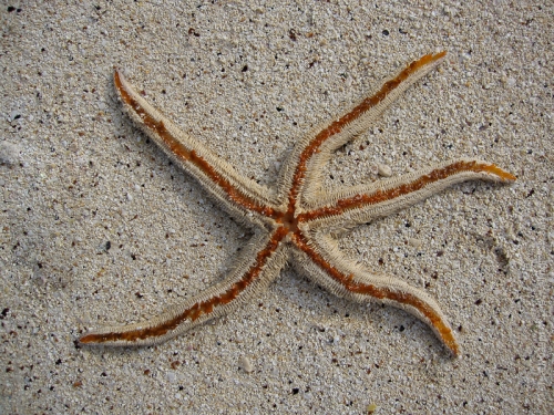 creativeaspects_portfolio_bahamas_008