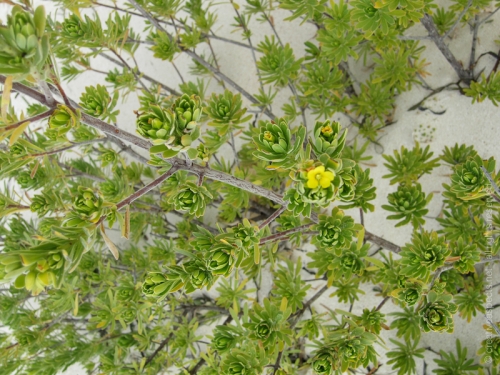 creativeaspects_portfolio_bahamas_009