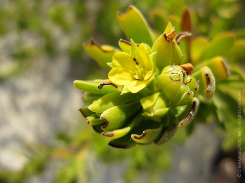 creativeaspects_portfolio_bahamas_010