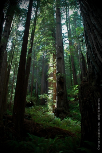 creativeaspects_portfolio_california_039