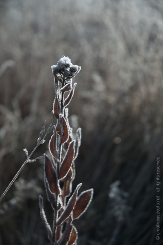 creativeaspects_portfolio_colorado_007