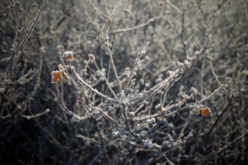 creativeaspects_portfolio_colorado_008