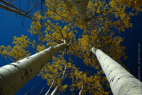 creativeaspects_portfolio_colorado_020