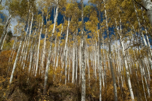 creativeaspects_portfolio_colorado_025