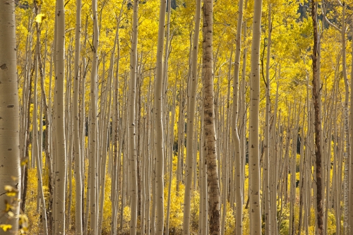 creativeaspects_portfolio_colorado_037