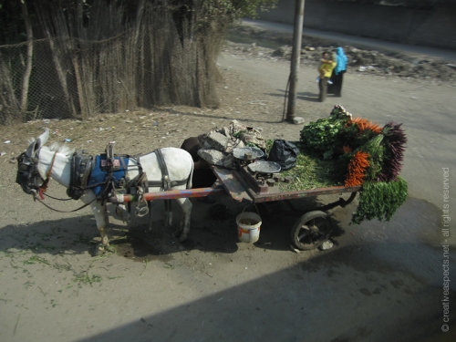 creativeaspects_portfolio_egypt_031