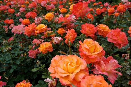 creativeaspects_portfolio_england_014