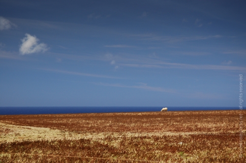 creativeaspects_portfolio_hawaii_008