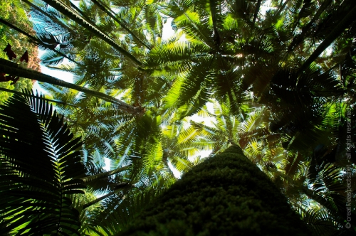 creativeaspects_portfolio_hawaii_014