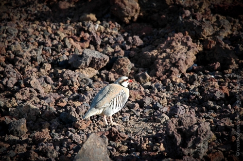 creativeaspects_portfolio_hawaii_027