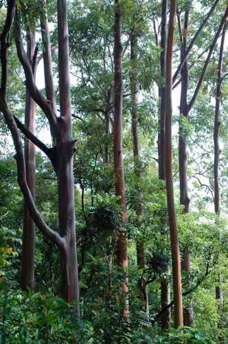 creativeaspects_portfolio_hawaii_031