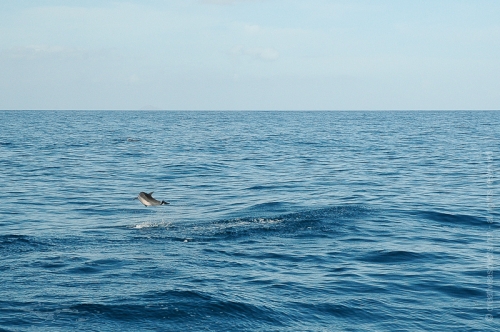 creativeaspects_portfolio_hawaii_034