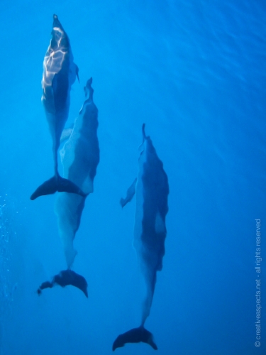 creativeaspects_portfolio_hawaii_035