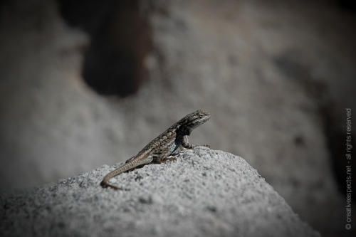 creativeaspects_portfolio_newmexico_022