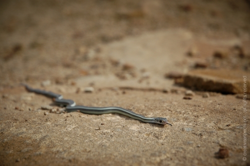 creativeaspects_portfolio_newmexico_038