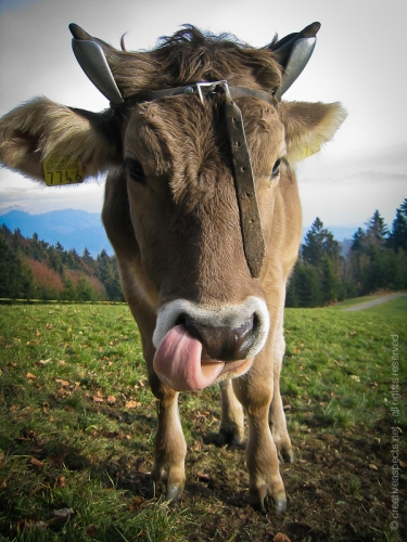 creativeaspects_portfolio_switzerland_001