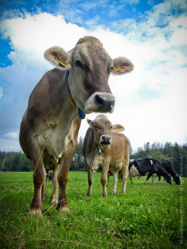 creativeaspects_portfolio_switzerland_027