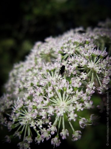 creativeaspects_portfolio_switzerland_038