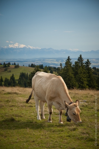 creativeaspects_portfolio_switzerland_040